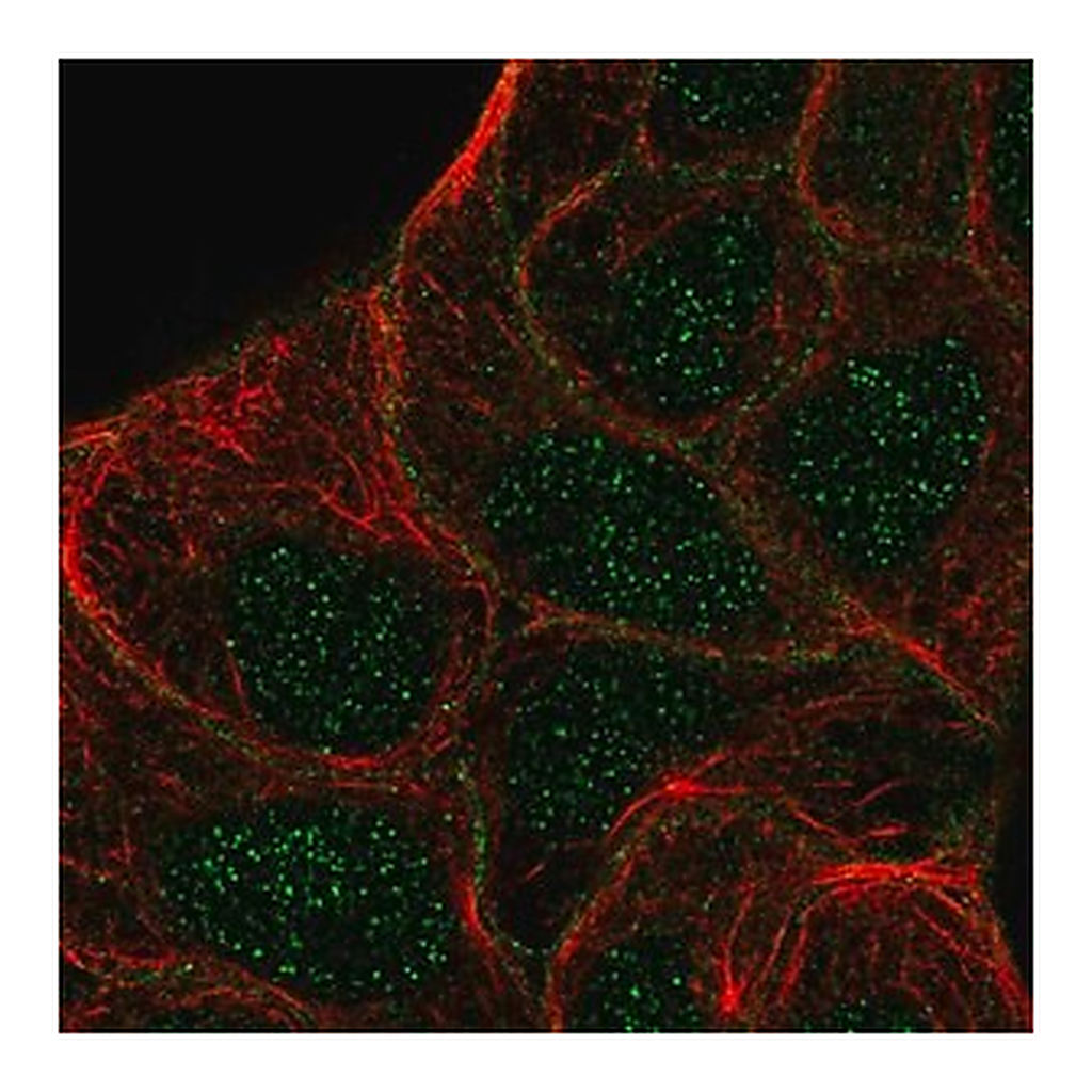 Merck Anti-STYK1 antibody produced in rabbit
