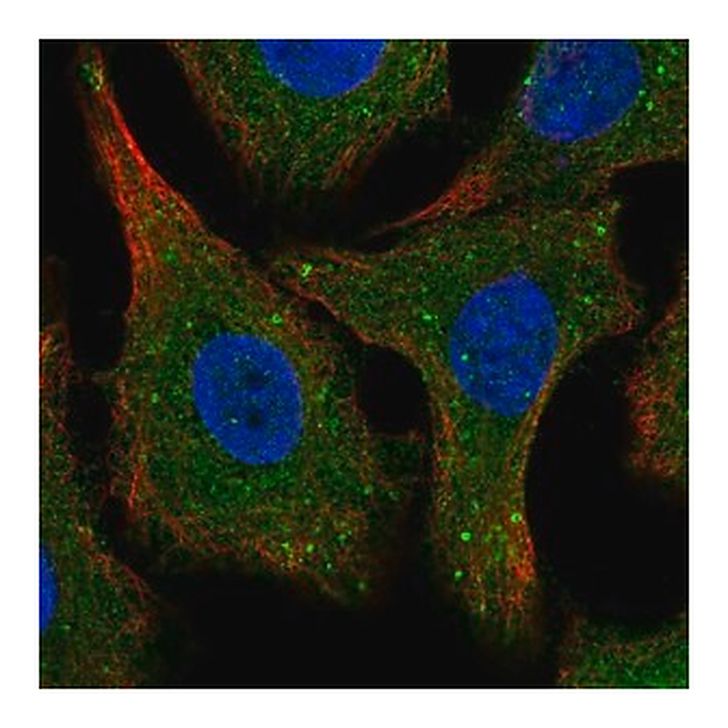 Merck Anti-SPG21 antibody produced in rabbit