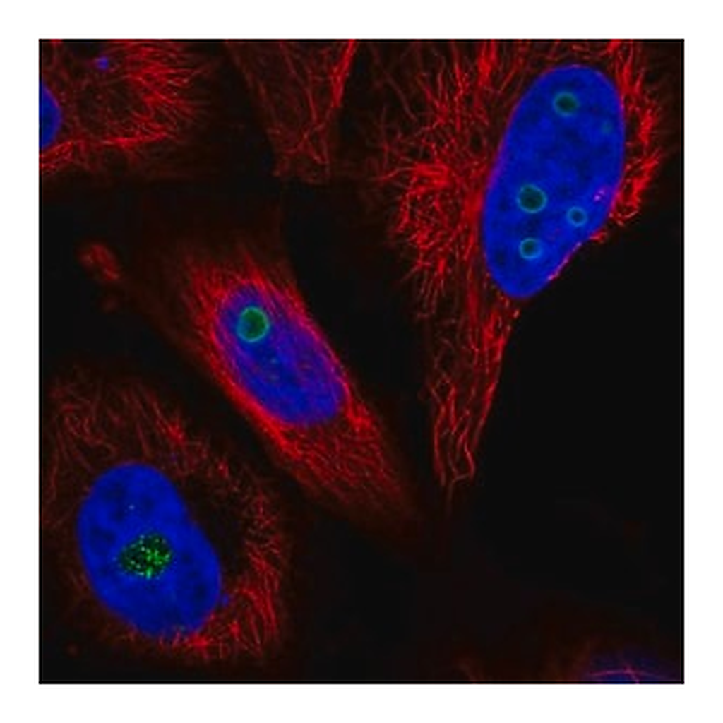 Merck Anti-WDR82 antibody produced in rabbit