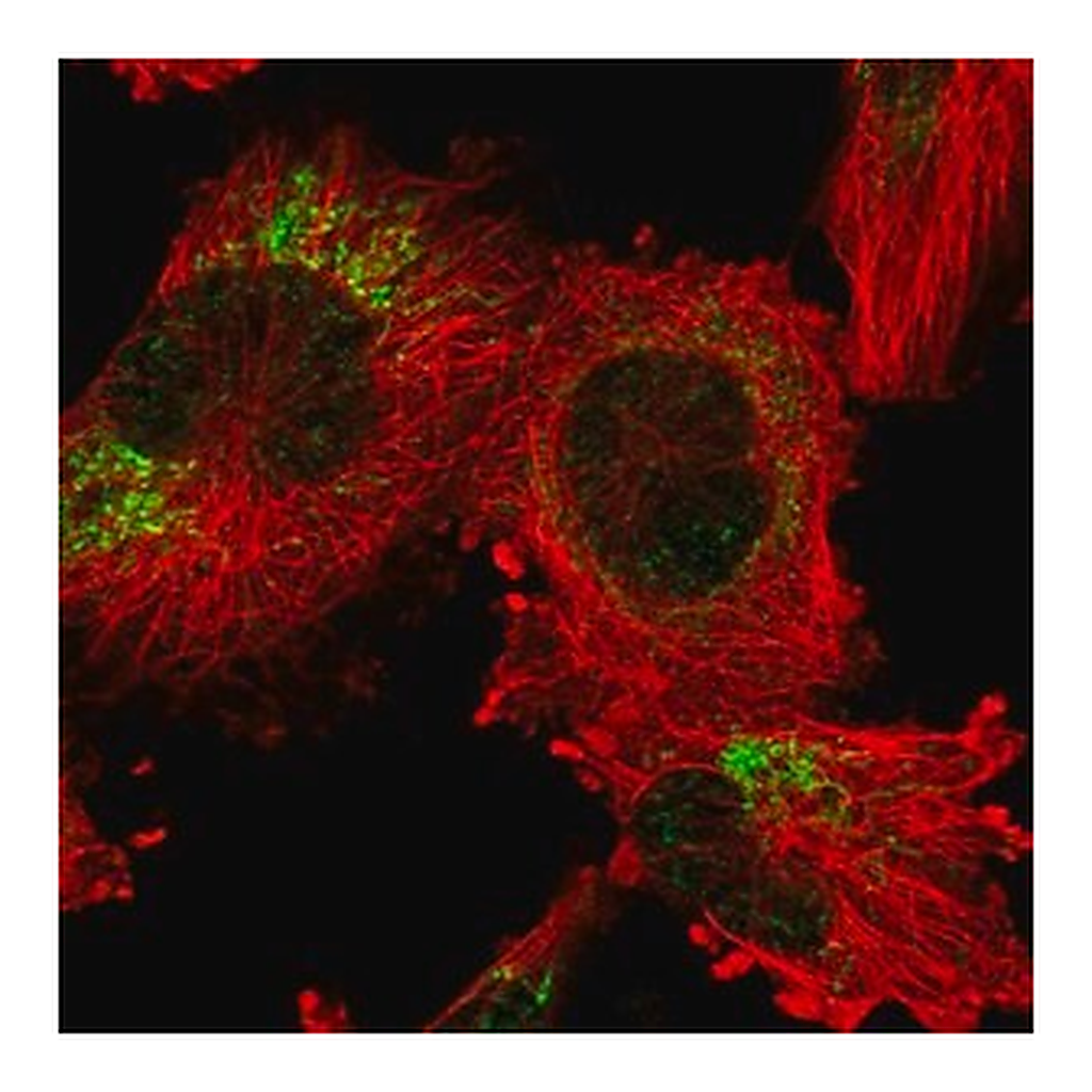 Merck Anti-ANKRD44 antibody produced in rabbit