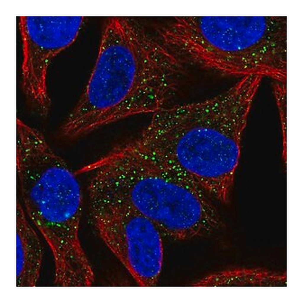 Merck Anti-SYT13 antibody produced in rabbit