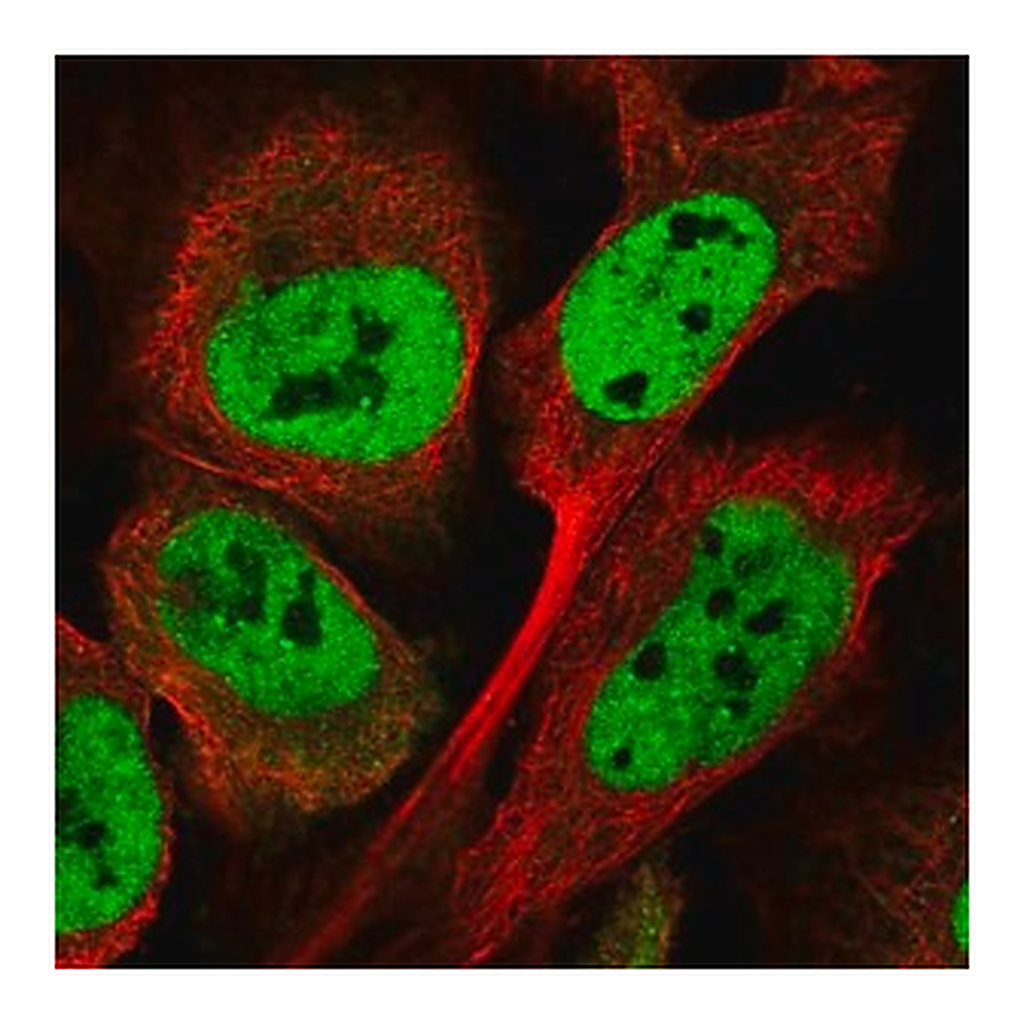 Merck Anti-ATXN7L3B antibody produced in rabbit