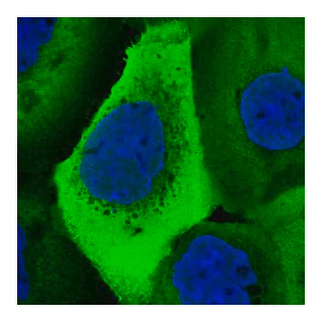 Merck Anti-UBA52 antibody produced in rabbit