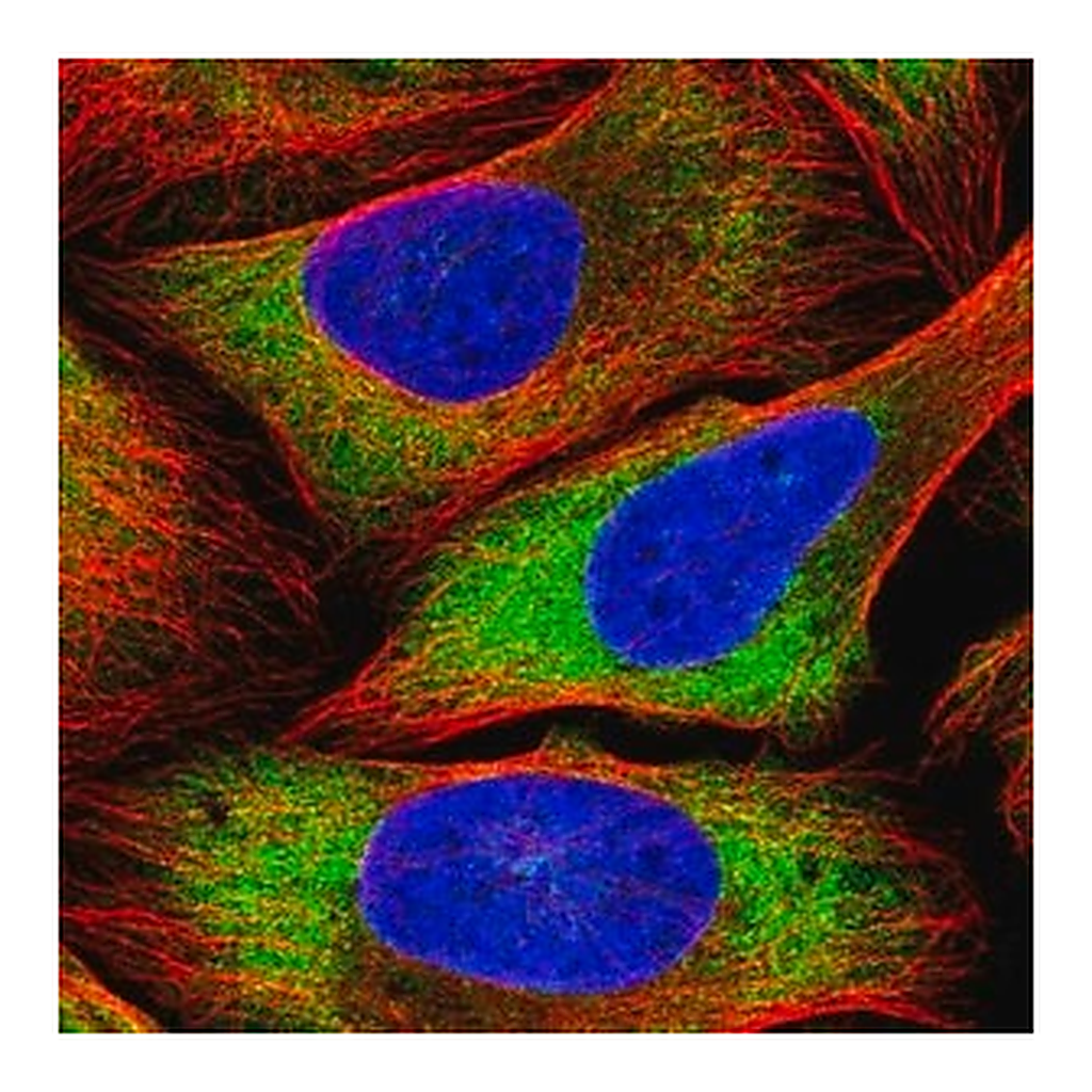 Merck Anti-PSRC1 antibody produced in rabbit