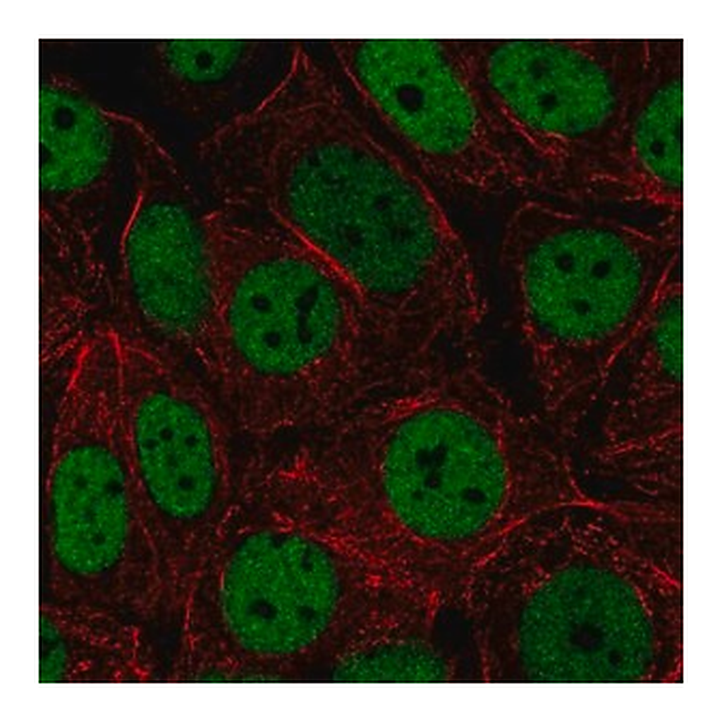 Merck Anti-HNRNPUL2 antibody produced in rabbit