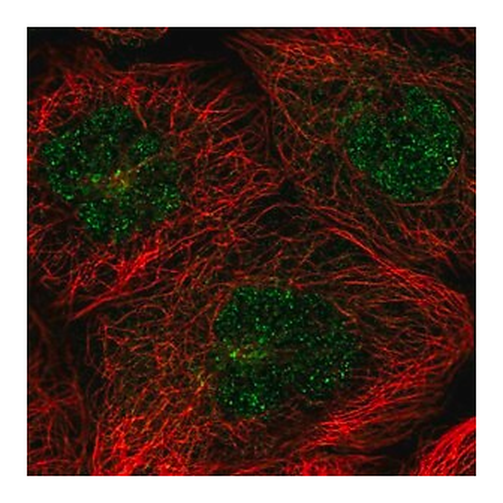 Merck Anti-FAM217B antibody produced in rabbit
