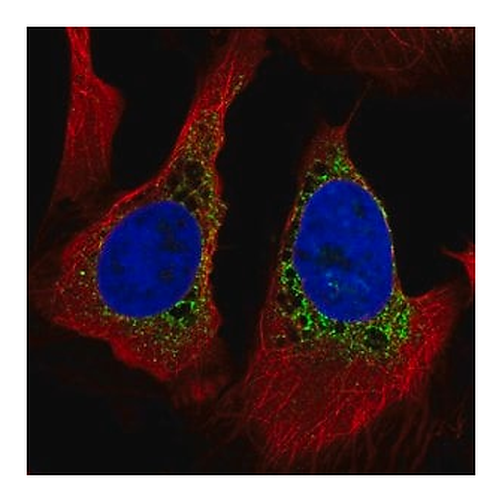 Merck Anti-PMFBP1 antibody produced in rabbit