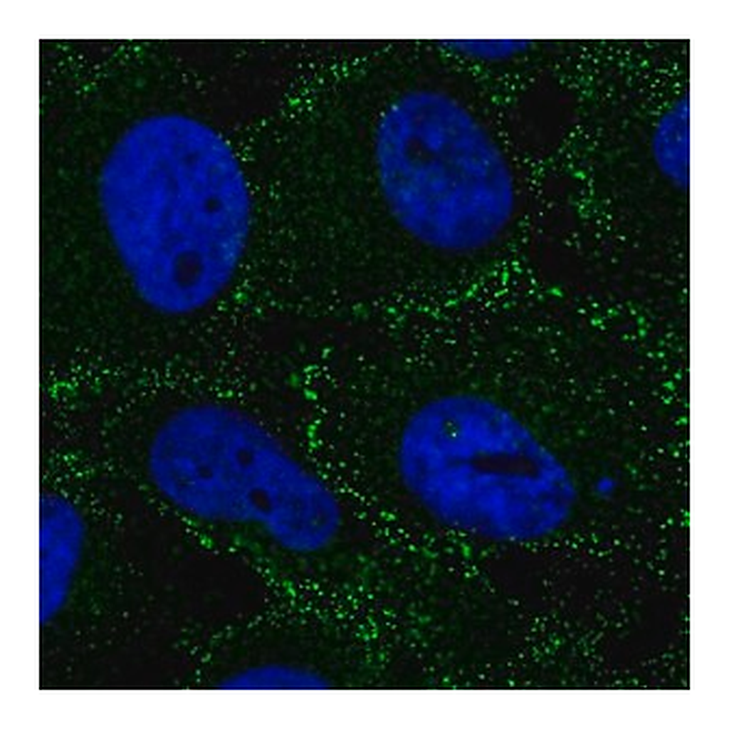 Merck Anti-AP2B1 antibody produced in rabbit