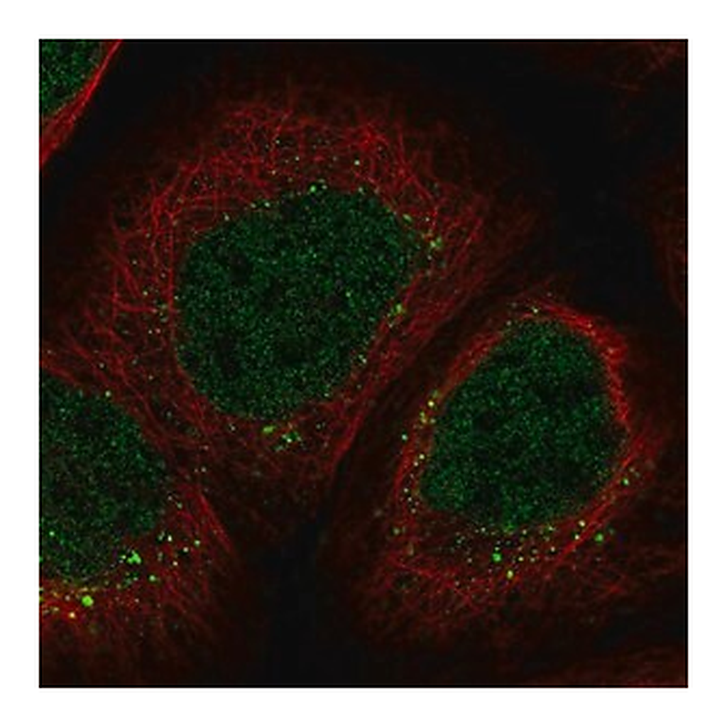 Merck Anti-ZNF213 antibody produced in rabbit
