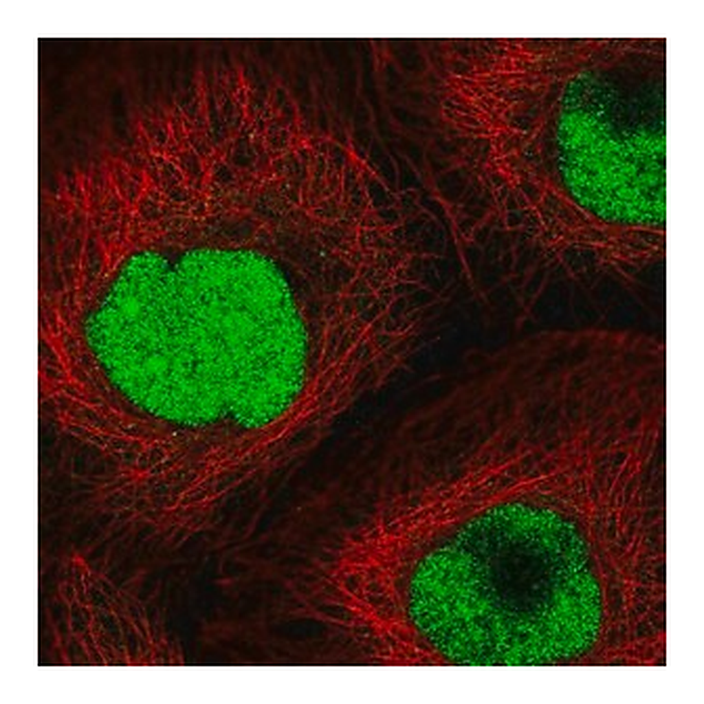 Merck Anti-CRIPT antibody produced in rabbit