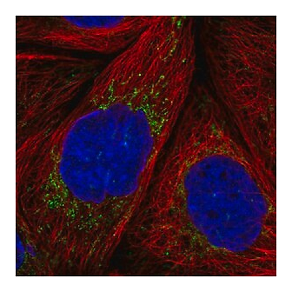 Merck Anti-MRPS36 antibody produced in rabbit