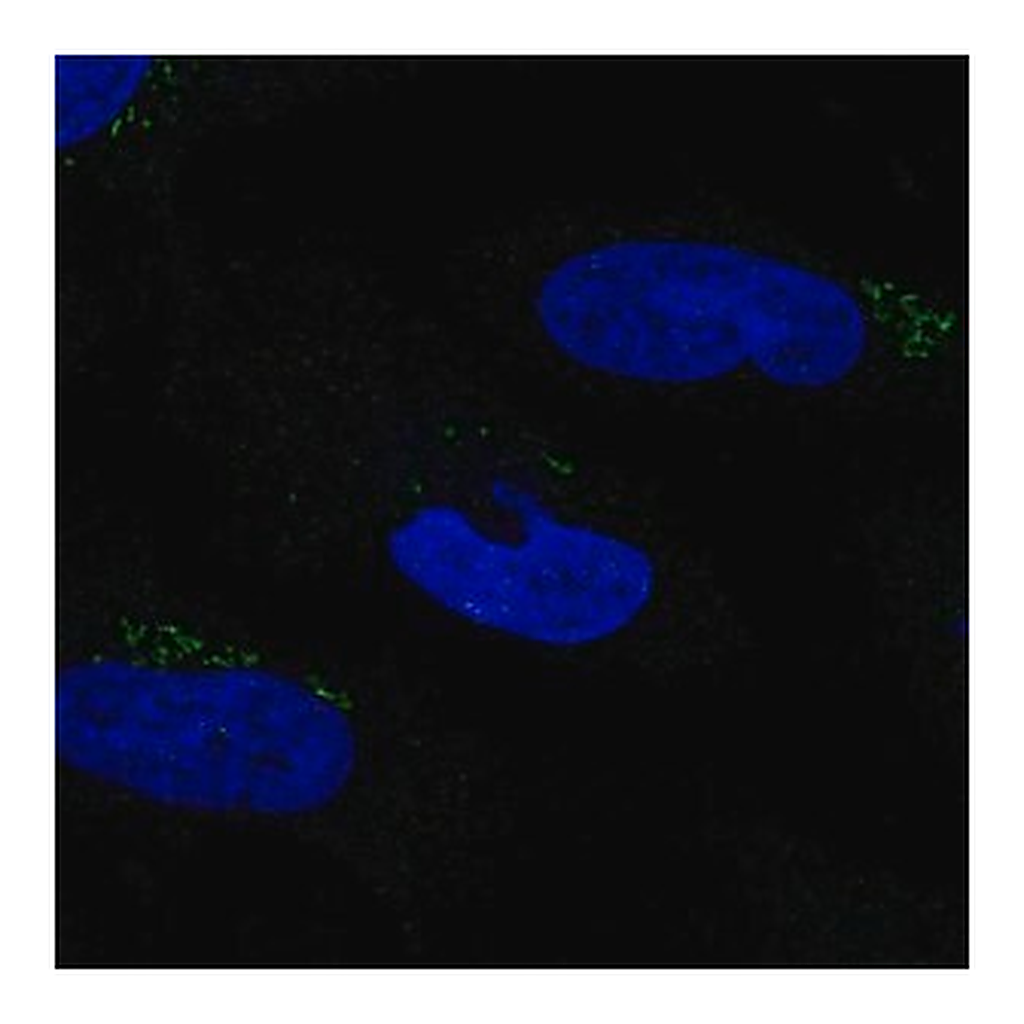 Merck Anti-MGAT2 antibody produced in rabbit