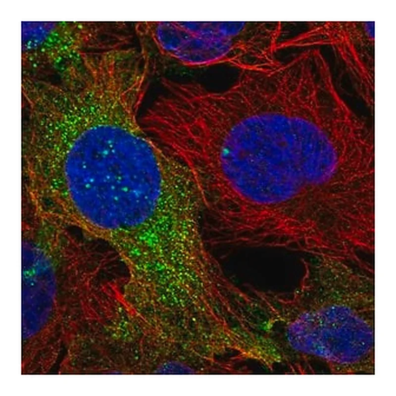 Merck Anti-DOCK5 antibody produced in rabbit