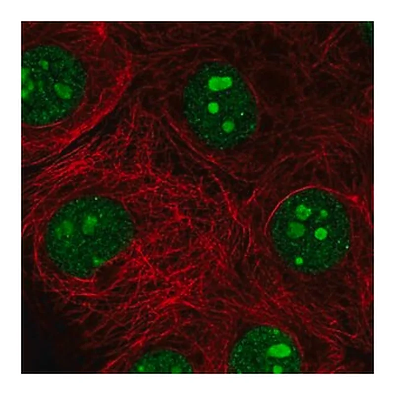 Merck Anti-SH3TC1 antibody produced in rabbit