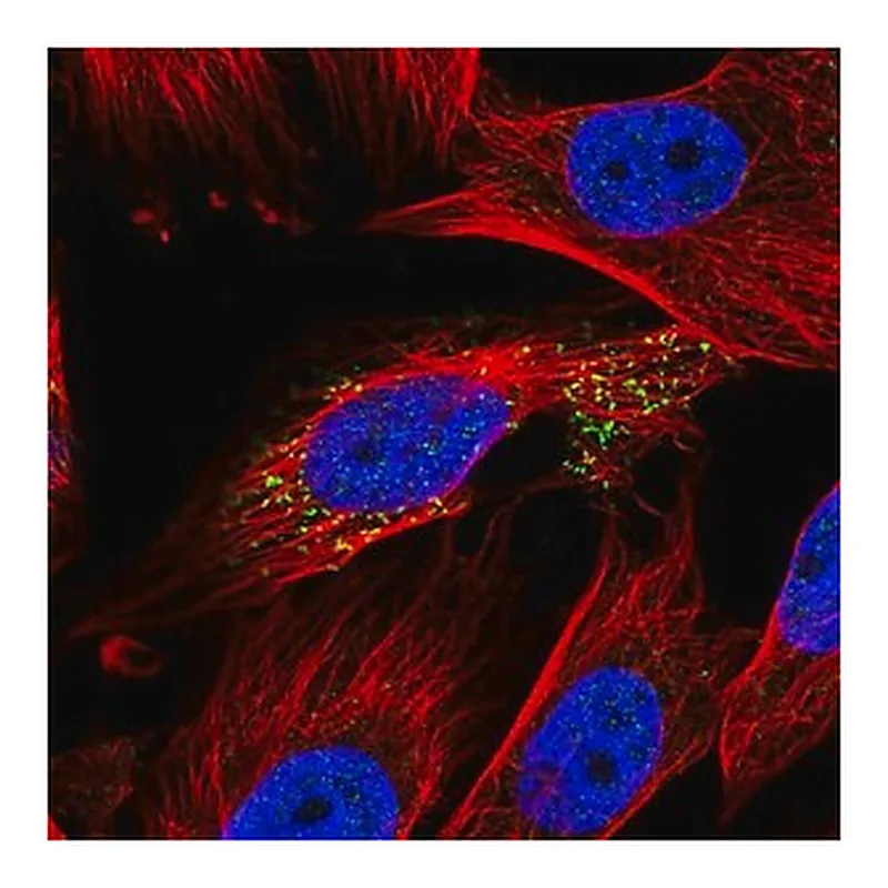 Merck Anti-ABHD14A antibody produced in rabbit