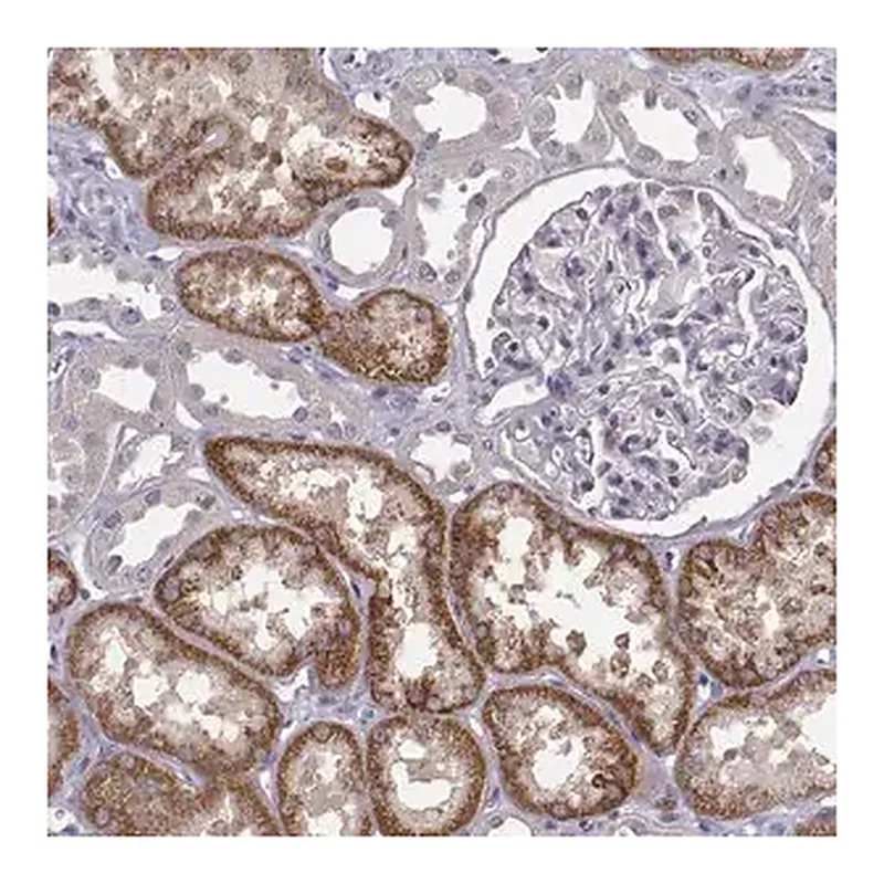 Merck Anti-KMO antibody produced in rabbit