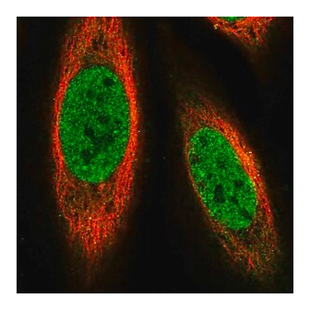 Merck Anti-PRDM14 antibody produced in rabbit