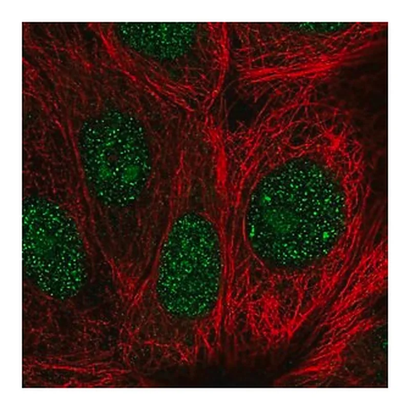 Merck Anti-GEMIN2 antibody produced in rabbit