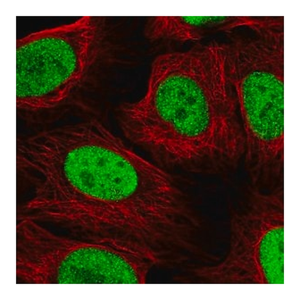 Merck Anti-NAT9 antibody produced in rabbit