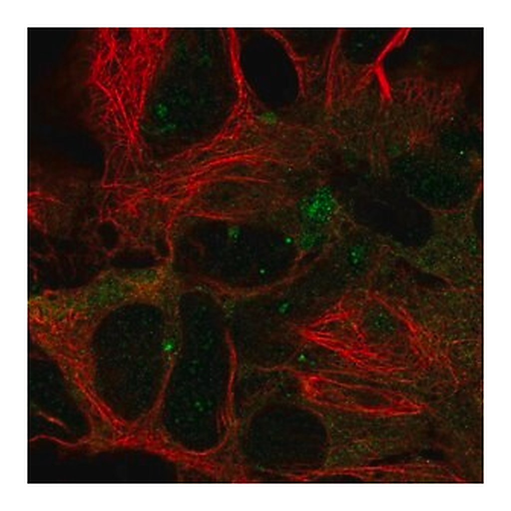 Merck Anti-DYNC1LI2 antibody produced in rabbit