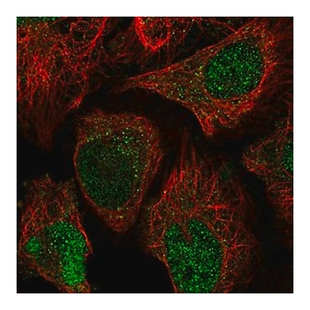 Merck Anti-NABP2 antibody produced in rabbit