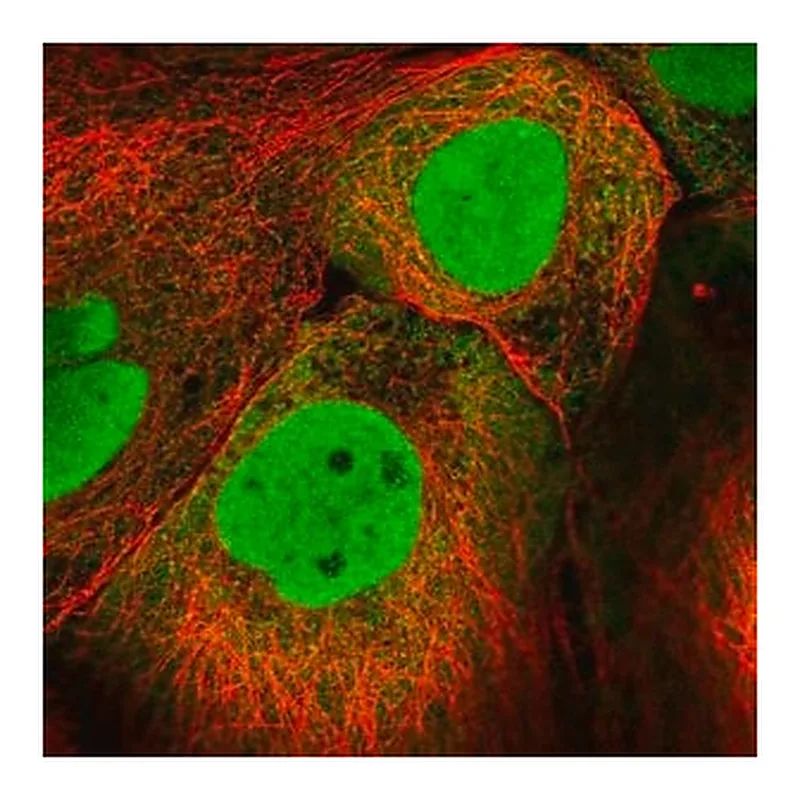 Merck Anti-PKNOX1 antibody produced in rabbit