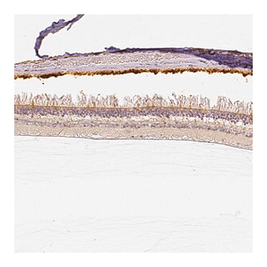 Merck Anti-CNGB3 antibody produced in rabbit