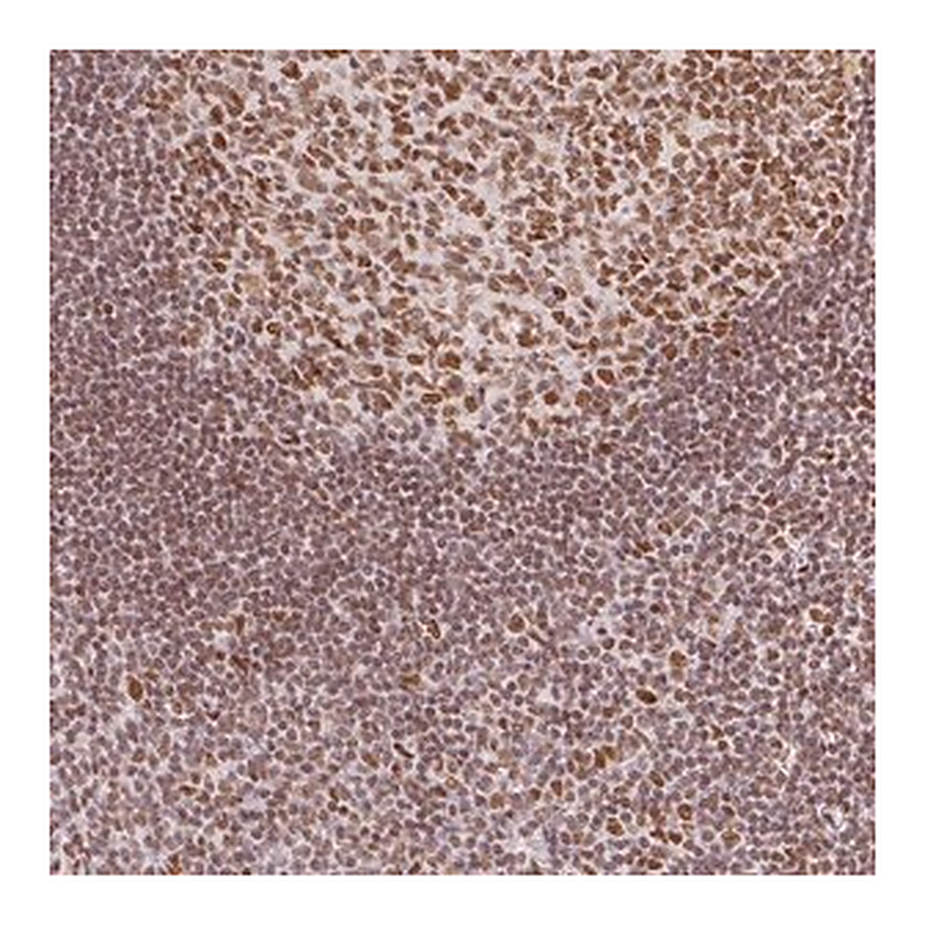 Merck Anti-H2AFZ antibody produced in rabbit
