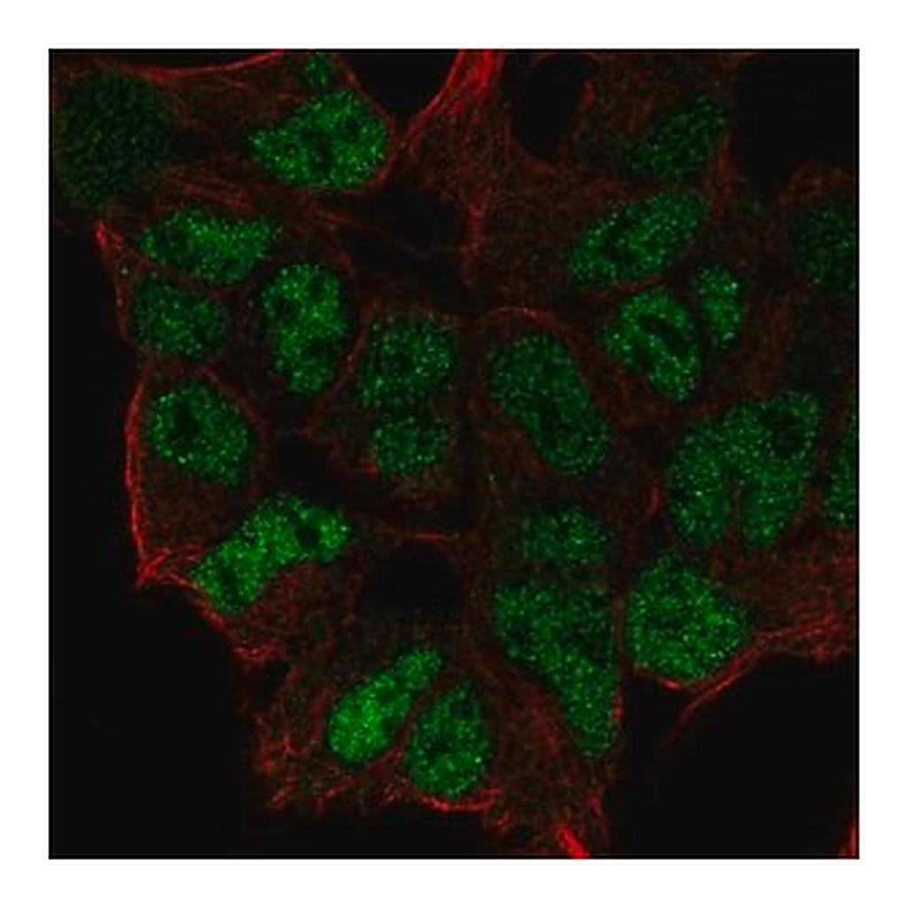 Merck Anti-ZNF460 antibody produced in rabbit