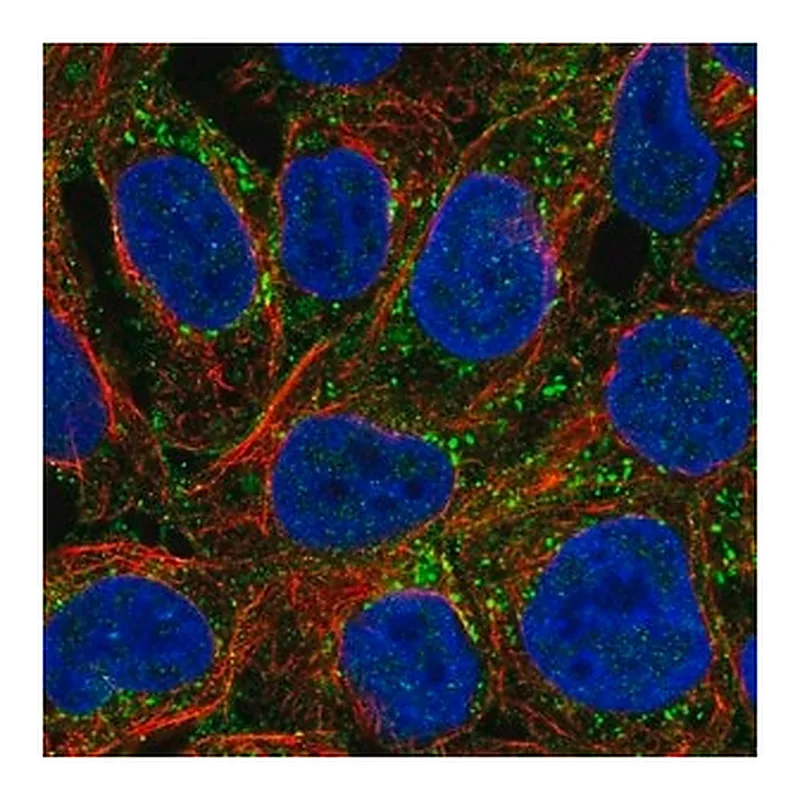 Merck Anti-PAG1 antibody produced in rabbit
