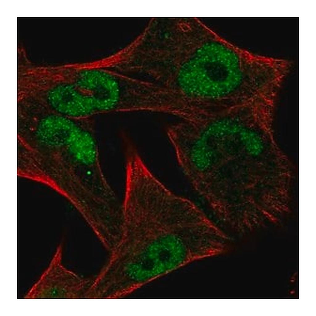 Merck Anti-MYC antibody produced in rabbit