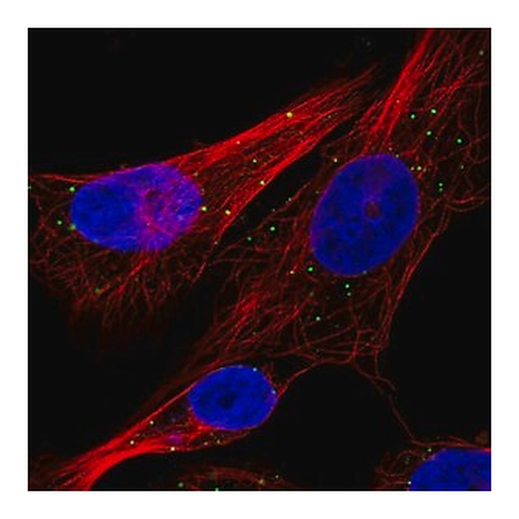 Merck Anti-CTSC antibody produced in rabbit