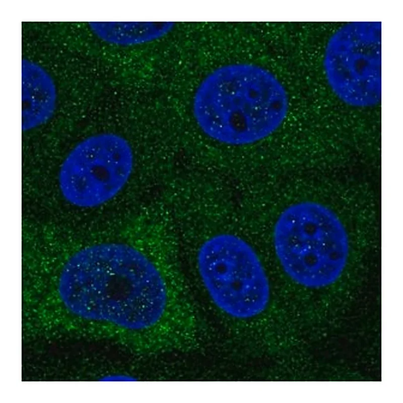 Merck Anti-PABPC1L antibody produced in rabbit