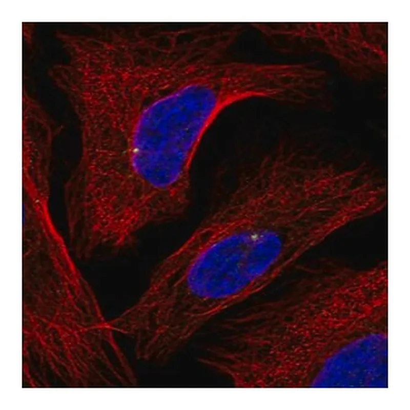 Merck Anti-GRAP antibody produced in rabbit