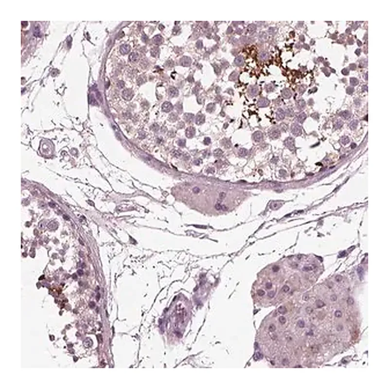 Merck Anti-AP4M1 antibody produced in rabbit