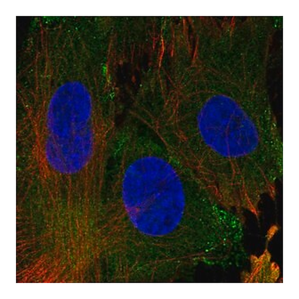 Merck Anti-EHD1 antibody produced in rabbit