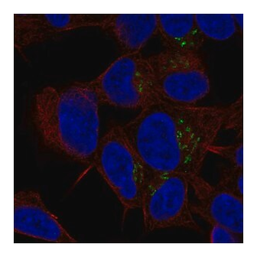 Merck Anti-ST8SIA3 antibody produced in rabbit