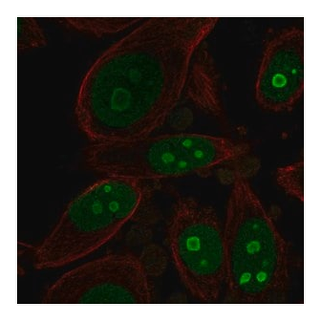 Merck Anti-BOP1 antibody produced in rabbit