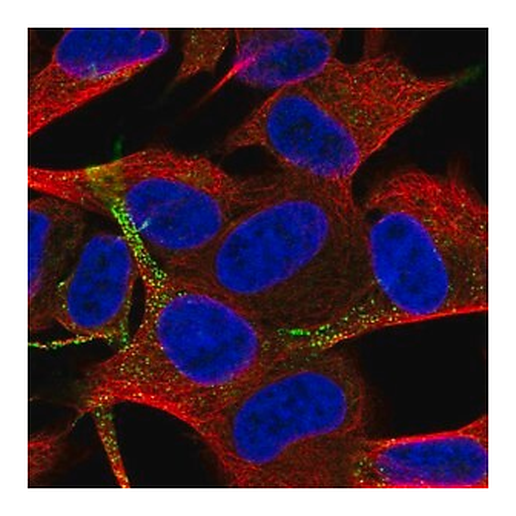 Merck Anti-TSPAN11 antibody produced in rabbit
