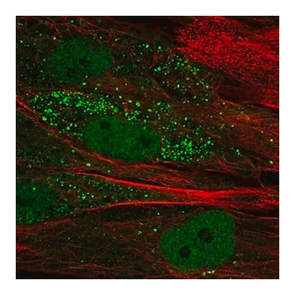 Merck Anti-TTL antibody produced in rabbit