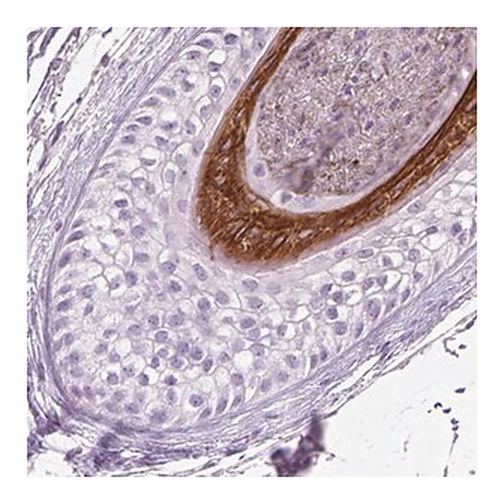 Merck Anti-KRT28 antibody produced in rabbit