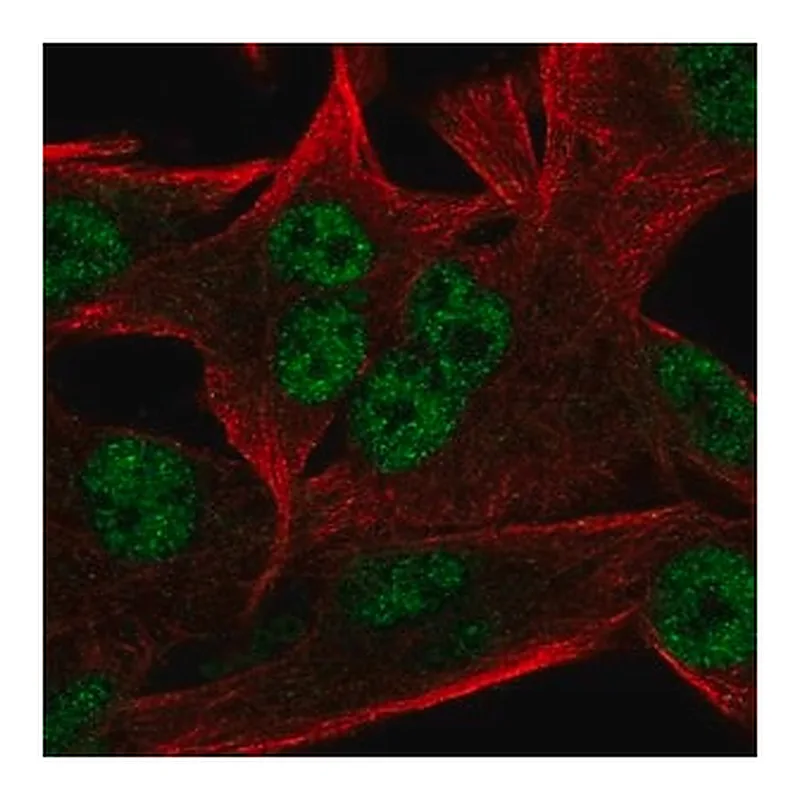 Merck Anti-INTS9 antibody produced in rabbit