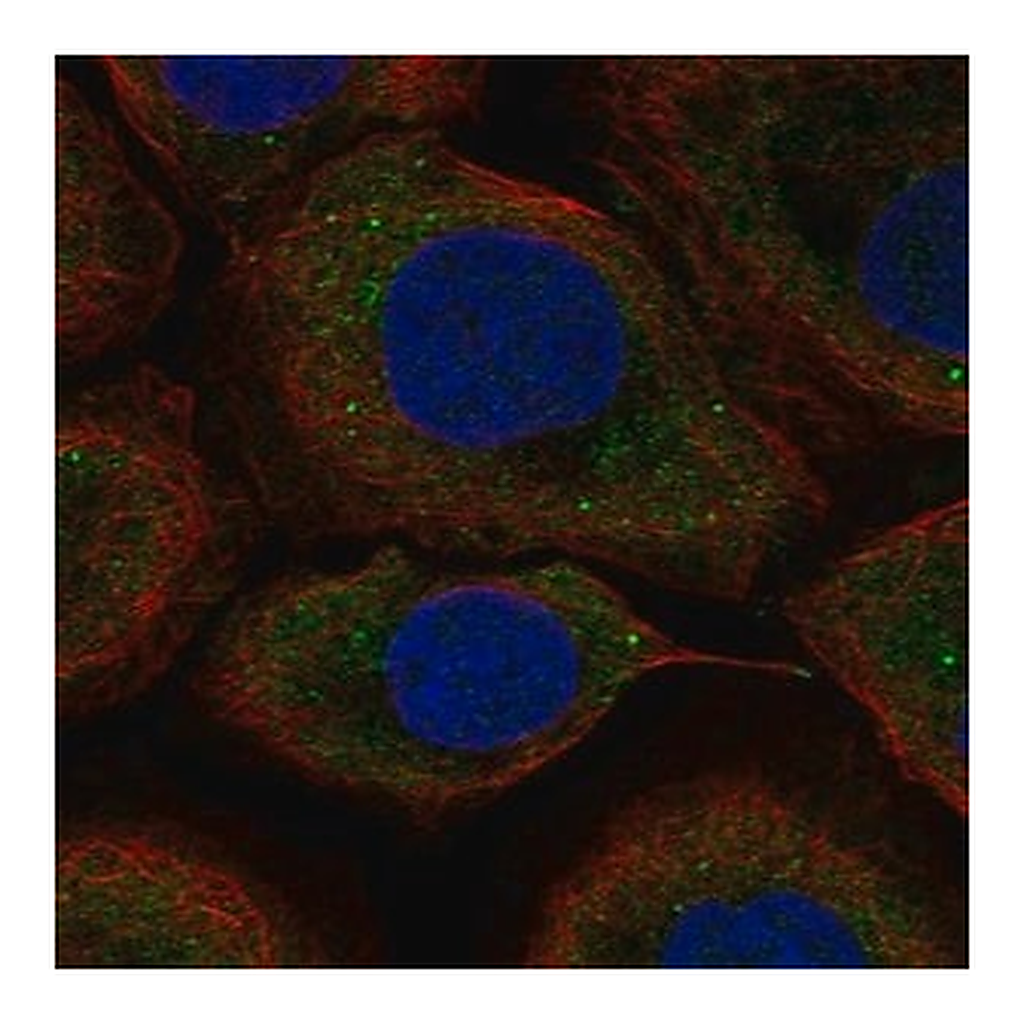 Merck Anti-UPF2 antibody produced in rabbit