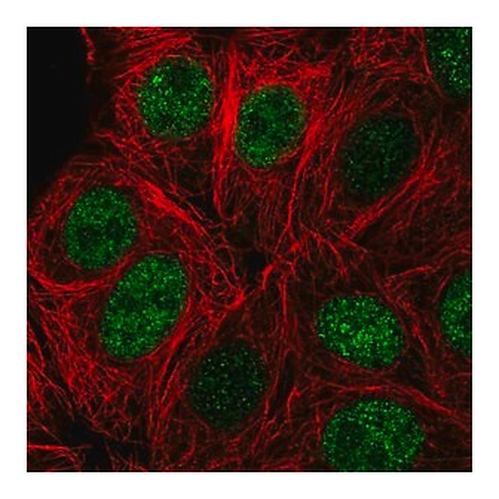 Merck Anti-ZBTB42 antibody produced in rabbit