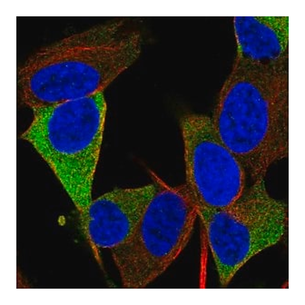 Merck Anti-RTL1 antibody produced in rabbit