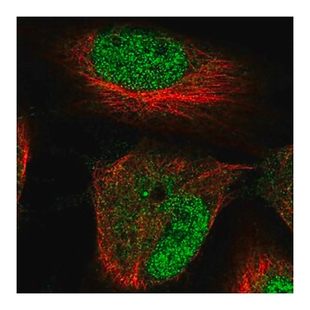 Merck Anti-HRCT1 antibody produced in rabbit