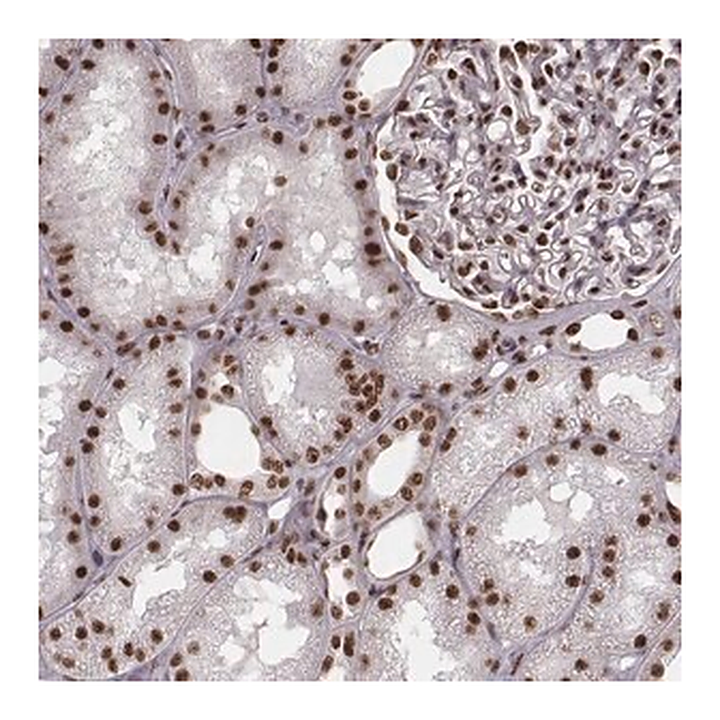 Merck Anti-THAP3 antibody produced in rabbit