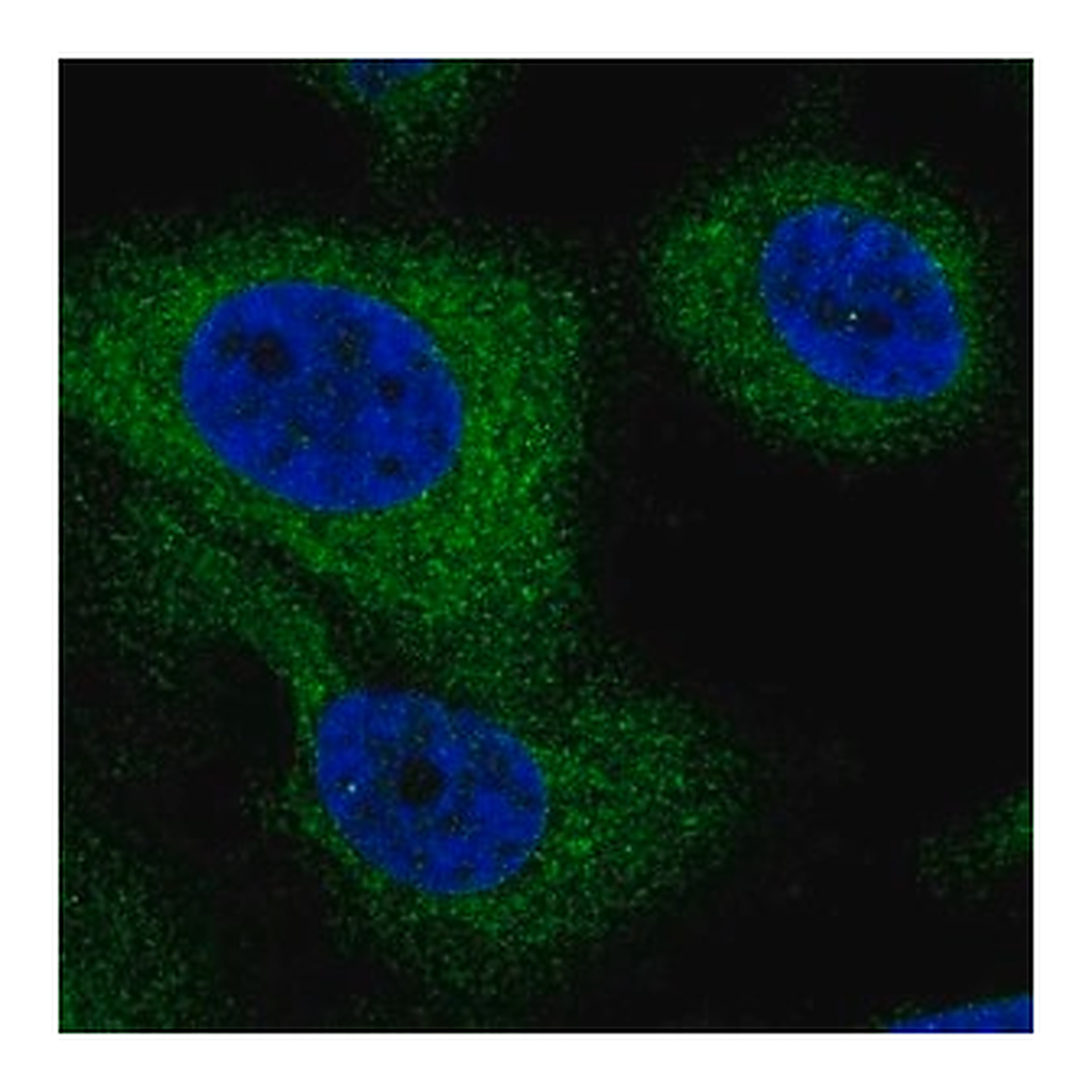Merck Anti-G6PC3 antibody produced in rabbit