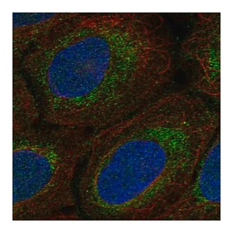 Merck Anti-MRPS15 antibody produced in rabbit