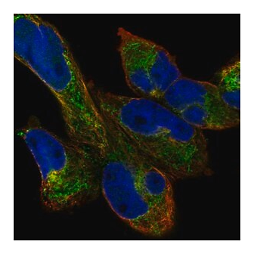 Merck Anti-HAUS3 antibody produced in rabbit